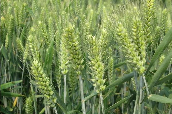 小麦一生需要打几遍药，小麦打除草剂后多长时间下雨没事