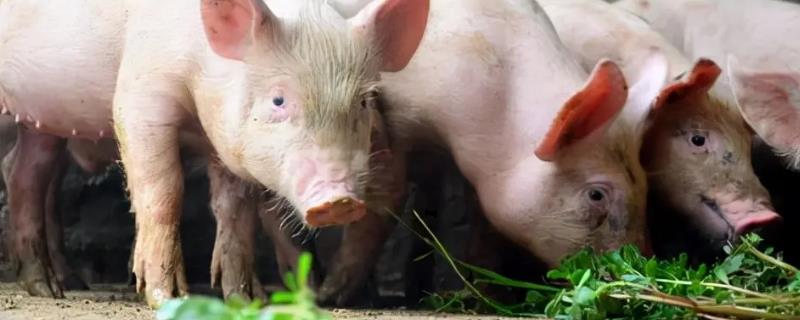猪喜欢吃什么，养猪可以不喂饲料吗