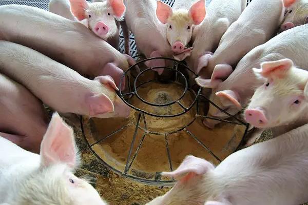 猪喜欢吃什么,养猪可以不喂饲料吗