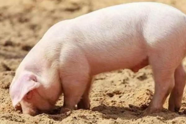 小猪喜欢吃什么食物,喜欢吃的蔬菜水果有哪些