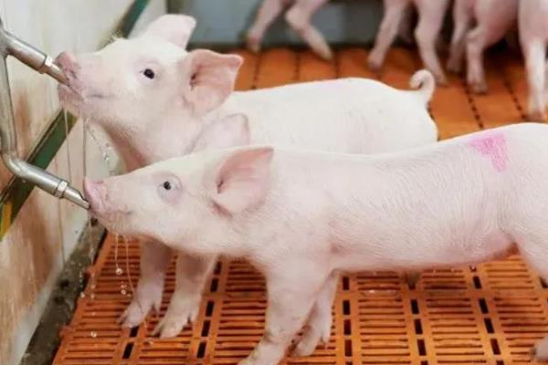 小猪喜欢吃什么食物,喜欢吃的蔬菜水果有哪些