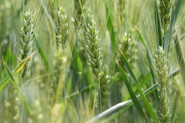 俄罗斯种植什么农作物