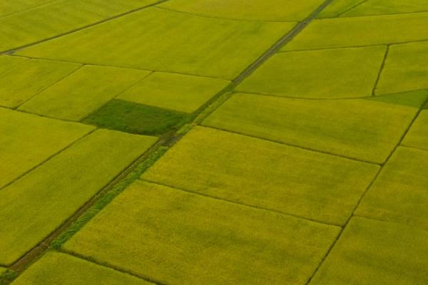 俄罗斯种植什么农作物