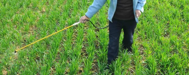 双氟磺草胺小麦拔节后能用吗,双氟磺草胺的作用是什么