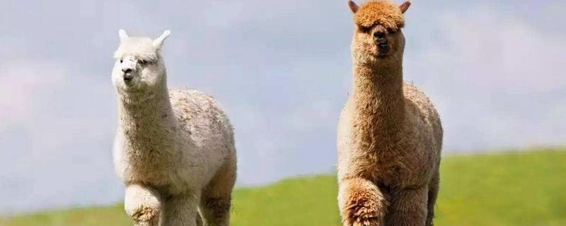 羊驼和驼羊有什么区别，羊驼是哪个国家的
