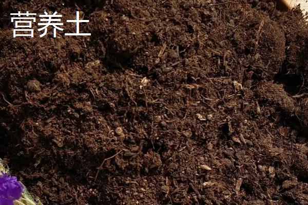 基质土的配制方法,基质土和营养土的区别