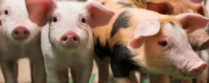 一个猪后腿大概有多少斤,猪的出肉率大概多少