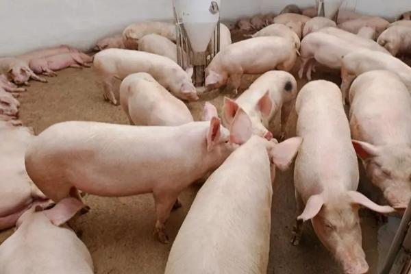 一个猪后腿大概有多少斤,猪的出肉率大概多少