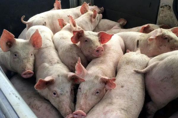 一个猪后腿大概有多少斤,猪的出肉率大概多少