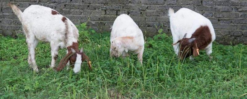 羊不吃草是什么原因用什么药，羊不反刍怎么办