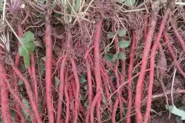 河南适合种植什么中药材