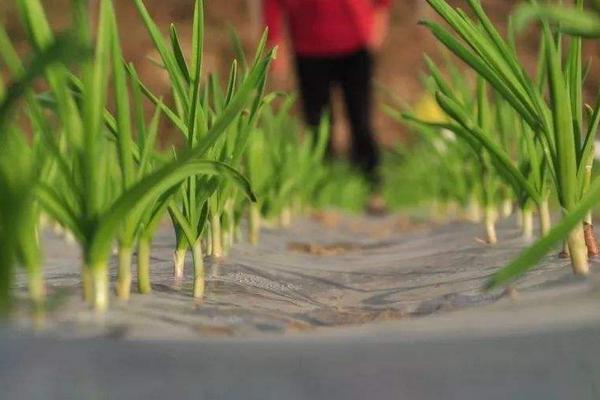 大蒜的春季管理技术