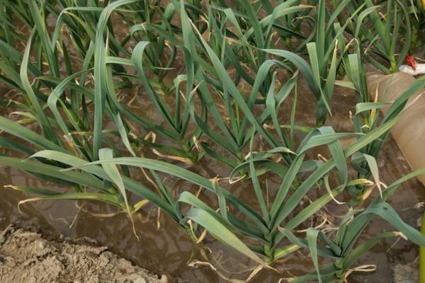 大蒜的春季管理技术