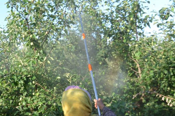 苄氨赤霉酸最佳使用方法，附使用注意事项