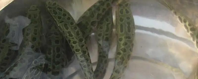 黑鱼一般多少斤,黑鱼与鲶鱼有什么区别