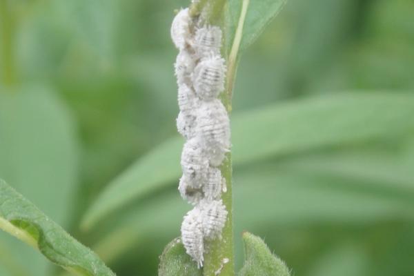 扶桑绵粉蚧形态特征，为害什么作物