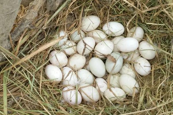 鸭子一天能下几个蛋,鸭子下蛋前有什么征兆