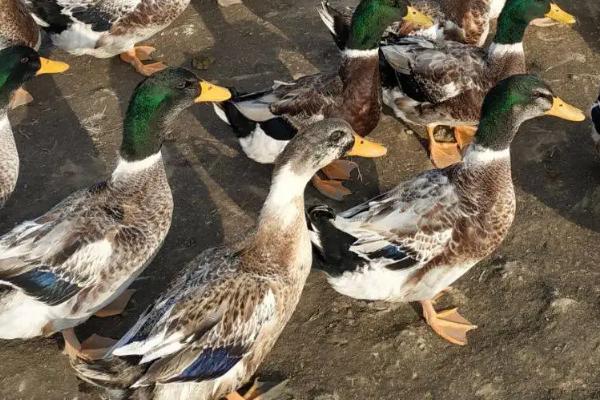 鸭子一天能下几个蛋,鸭子下蛋前有什么征兆