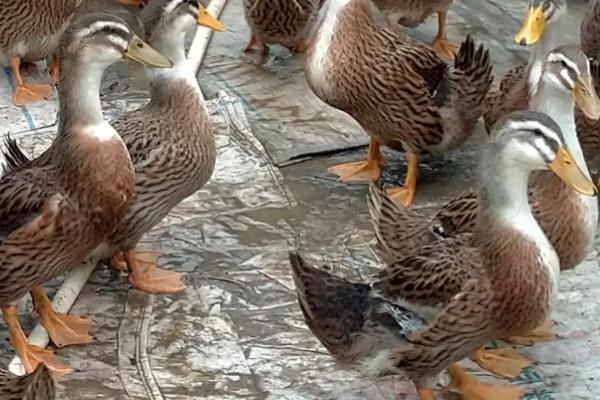 鸭子一天能下几个蛋,鸭子下蛋前有什么征兆