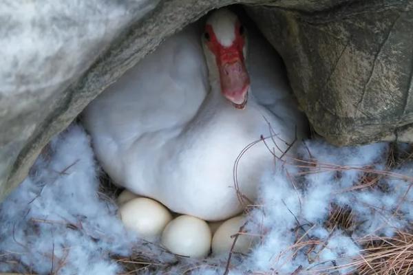 鸭子一天能下几个蛋,鸭子下蛋前有什么征兆