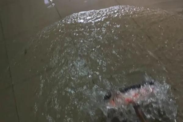 害虫室内生存三大条件,害虫有哪些