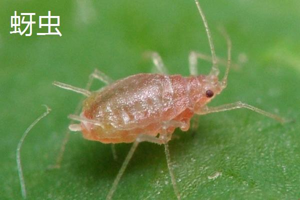 害虫室内生存三大条件,害虫有哪些