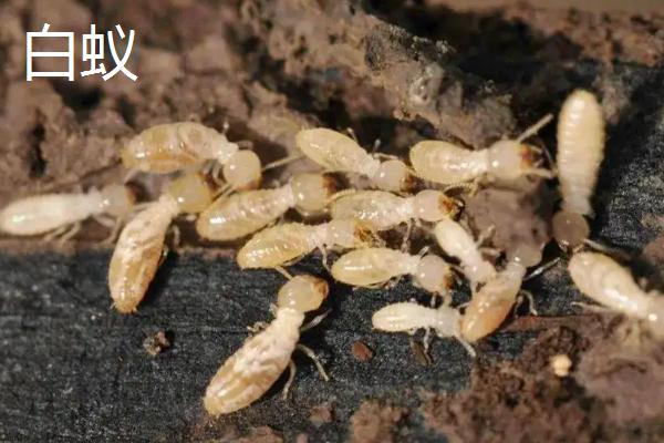 害虫室内生存三大条件,害虫有哪些