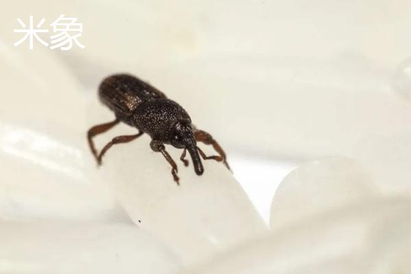 害虫室内生存三大条件,害虫有哪些