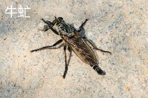 害虫室内生存三大条件,害虫有哪些