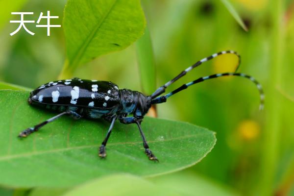 害虫室内生存三大条件,害虫有哪些