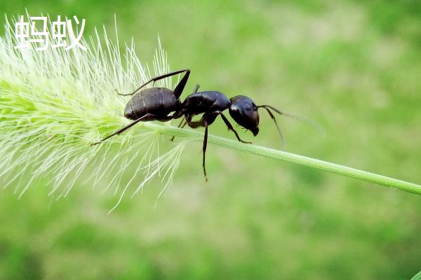 害虫室内生存三大条件,害虫有哪些