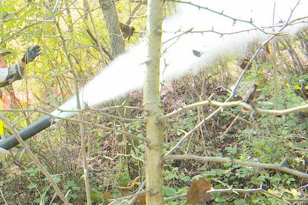 林业有害生物防治,林业是农业的一种吗