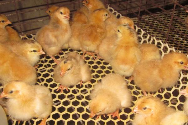 小鸡苗怎么养成活率高