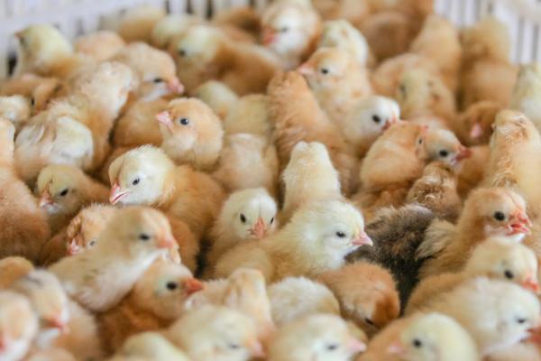 小鸡苗怎么养成活率高