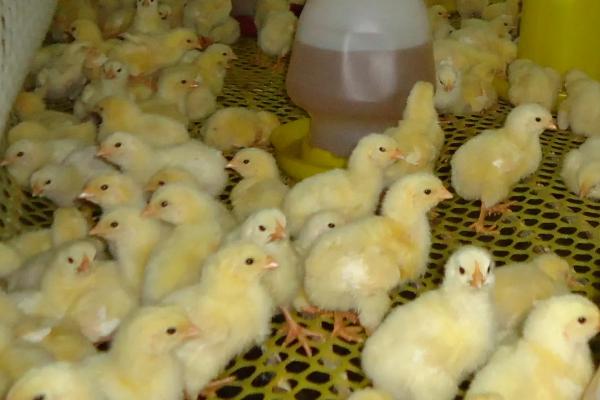 小鸡苗怎么养成活率高