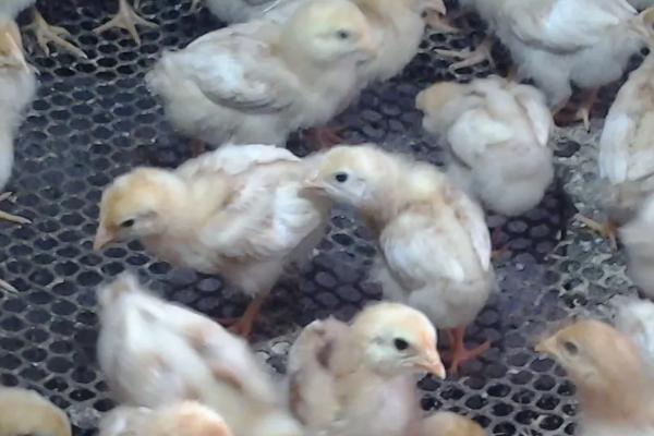 小鸡苗怎么养成活率高