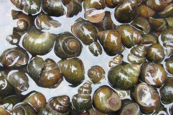 养殖田螺主要喂什么?田螺喜欢淡水还是海水