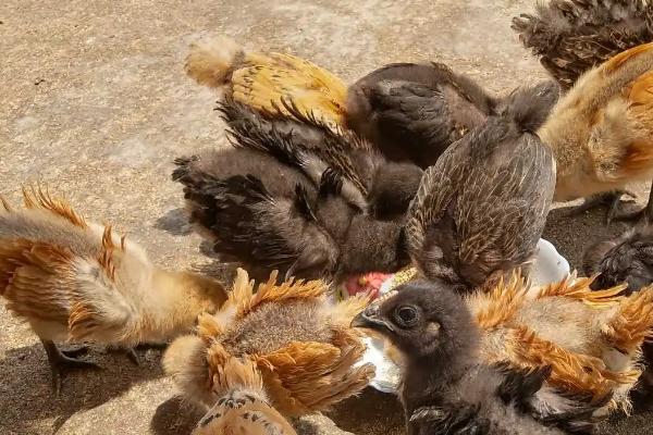 小鸡苗怎么养成活率高