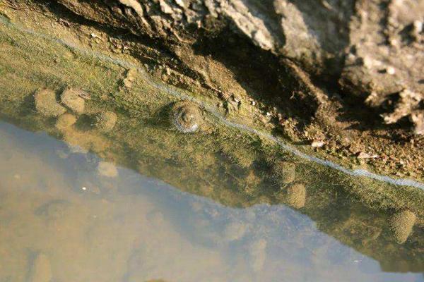 养殖田螺主要喂什么?田螺喜欢淡水还是海水