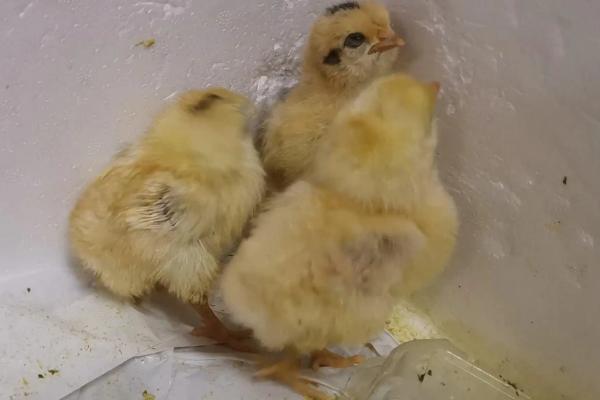 小鸡苗怎么养成活率高