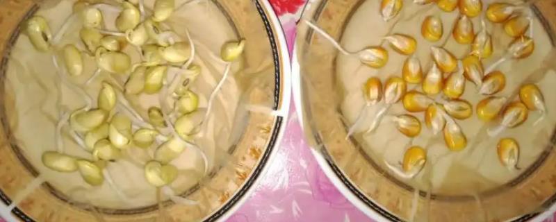 玉米种子快速催芽方法，催芽需要避光吗