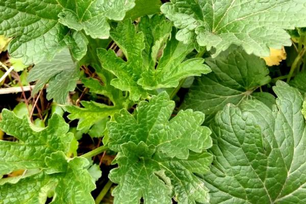 益母草收割时间及处理方法