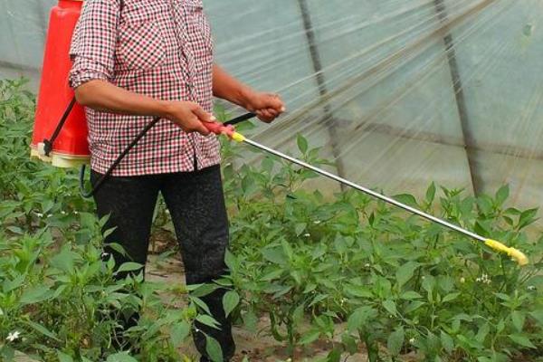 冲施红糖有生根效果吗,冲施红糖对植物的作用