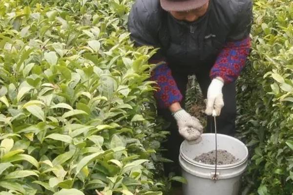 茶树用什么肥料长得快,茶树种植几年可以采摘