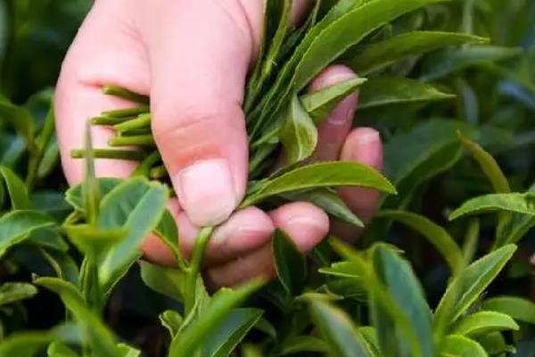 茶树用什么肥料长得快,茶树种植几年可以采摘