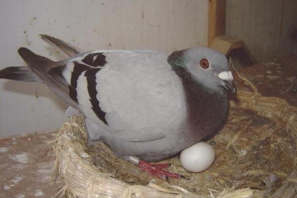鸽子生几个蛋开始孵化,鸽子多大开始产蛋