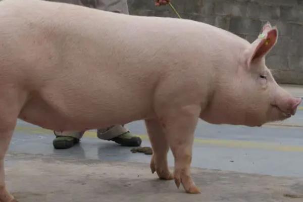 母猪的发情时间