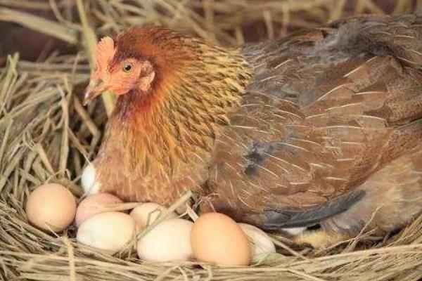 鸡下蛋后自己吃掉原因