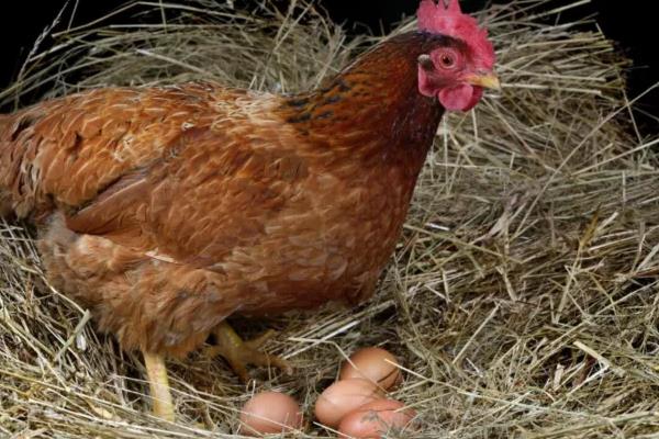 鸡下蛋后自己吃掉原因