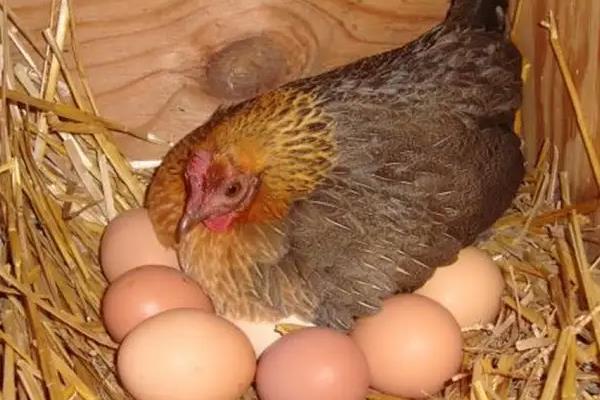 鸡下蛋后自己吃掉原因